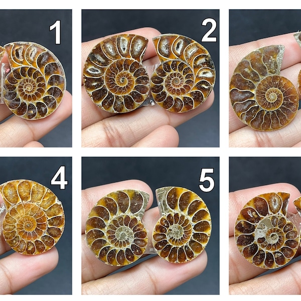Natural AMMONITE Pair Loose Gemstone/Fossilized Ammonite/Ammonite Fossil/Snail Ammonite/Big size Ammonite/Polished Ammonite For Jewelry