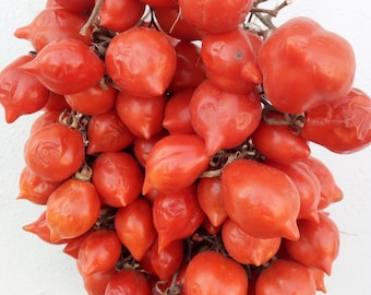 Tomato spunzillo--piennolo vesuviano--2 varieta' rosso e giallo