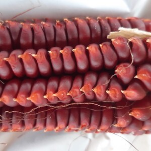 Könnte beinhalten: Nahaufnahme eines roten Maiskolbens, dessen Hüllen teilweise entfernt wurden. Die Körner sind tiefrot und haben eine leicht runzelige Textur.