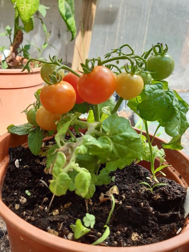 BONSAI-TOMATE - Etsy.de