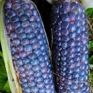 May include: Two ears of purple corn with a blue-purple hue. The corn kernels are plump and tightly packed.
