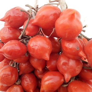 Tomate Spunzillo Vesubiano--piennolo--