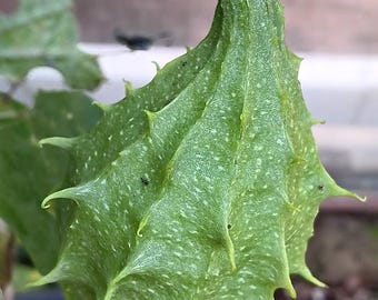 Frutas frescas de LUFFA OPERCOLATA 2026