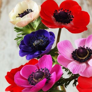Può includere: Un vivace bouquet di fiori di anemone in piena fioritura. I fiori presentano una gamma di colori, tra cui rosso, rosa, viola e bianco, con centri scuri. Le foglie verdi offrono un contrasto.