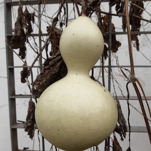 Pompoen lagenaria siceraria--flespompoen--standaard en mini-versie