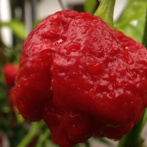 May include: A close-up of a bright red pepper with a bumpy, textured surface. The pepper is covered in small water droplets.