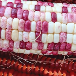 MAÍZ CEREZA (Originario de CHINA)