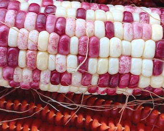 Op de afbeelding: Close-up van een kolf maïs met witte en roze korrels. De maïs is gerangschikt in een schaakbordpatroon. De kolf ligt op een rood oppervlak.