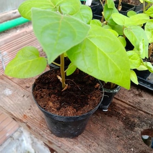 Peut inclure: Une jeune plante verte aux larges feuilles en forme de cœur poussant dans un petit pot en plastique noir rempli de terreau brun foncé. La plante possède une tige fine et droite ainsi qu'un feuillage vert clair aux nervures bien visibles.