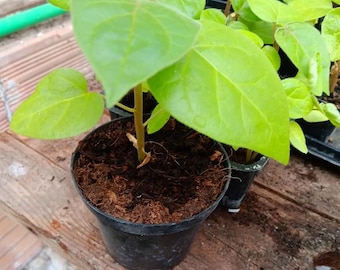 PLANTA DE TAMARILLO--Solanum Betaceum--
