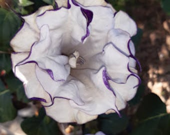 Datura Fastuosa Metel con flores dobles de color púrpura.