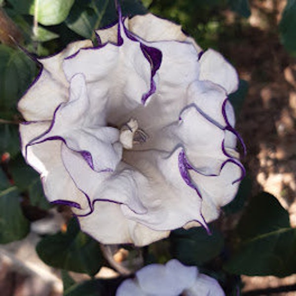 Datura Fastuosa Metel a fiore doppio viola