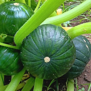 Puede incluir: Cuatro calabazas verdes con textura acanalada que crecen en una vid. Las calabazas están agrupadas y tienen un tallo verde claro.