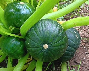 ZAPALLO CALABAZA del BAÚL