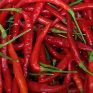 Può includere: Un'immagine ravvicinata di un mazzo di peperoncini rossi brillanti. I peperoncini sono lunghi e sottili, con una finitura lucida. I gambi sono verdi e alcuni sono ancora attaccati ai peperoncini.