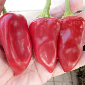 Peut inclure: Trois poivrons rouges vifs avec des tiges vertes sont tenus dans une main. Les poivrons ont une surface lisse et brillante et une forme légèrement allongée. Les poivrons sont d'un rouge profond et riche, suggérant la maturité.