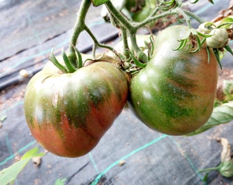TOMATE MORUNO de SACUELLANOS