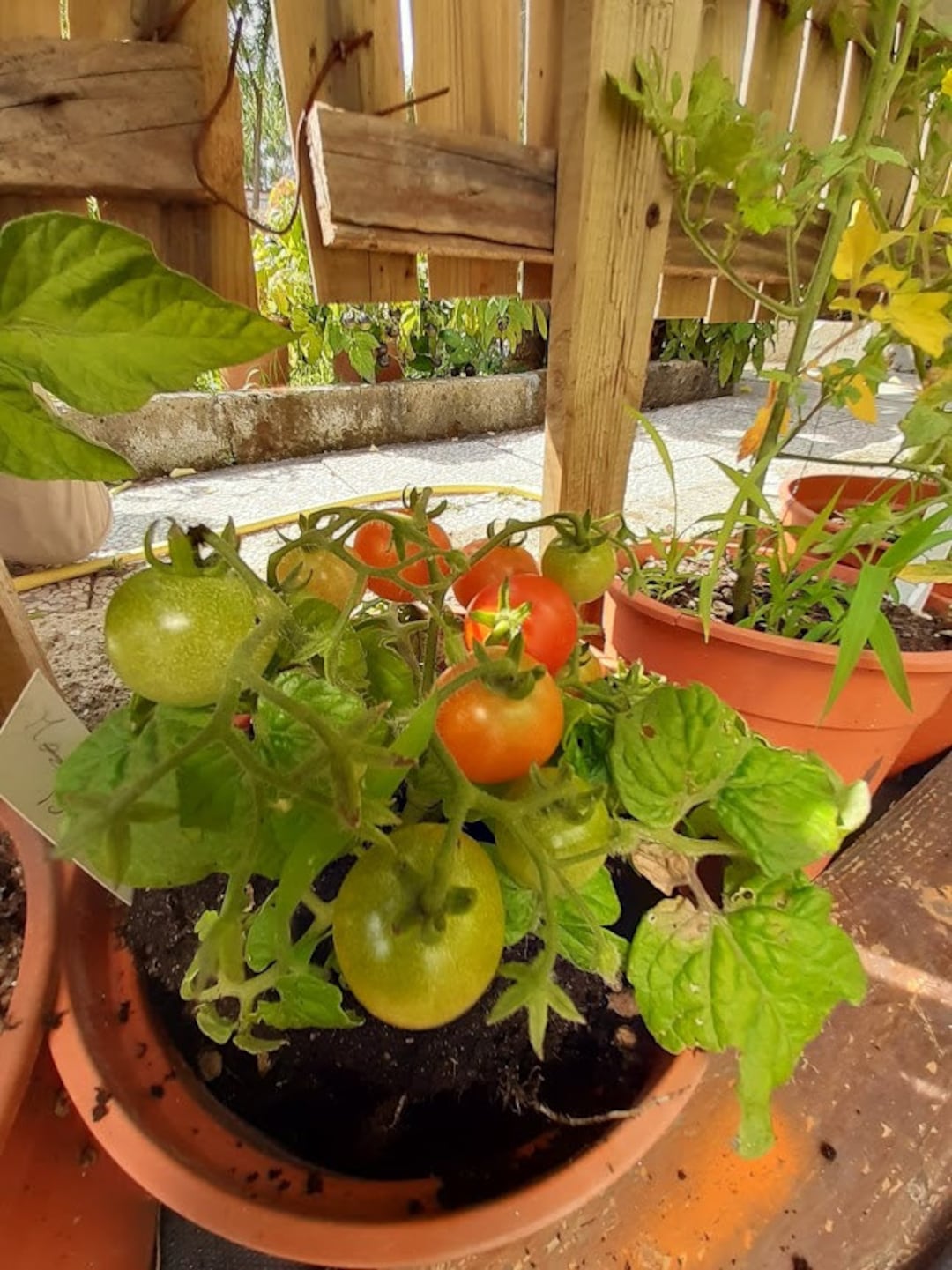 BONSAI-TOMATE - Etsy.de