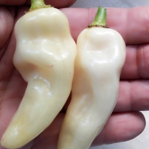 HABANERO WHITE GIANT