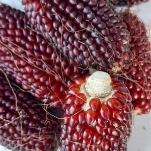 Corn Strawberry