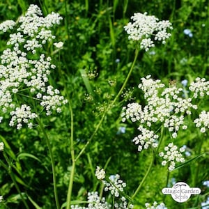 GEMEINSAMER ANIS-Pimpinella anisum-Samen-