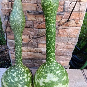 ZUCCA BOTTIGLIA a collo lungo- Lagenaria Siceraria--semi--
