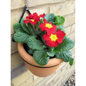 May include: A terracotta flower pot with red and yellow flowers hanging from a black metal wall bracket. The pot is mounted on a brick wall.