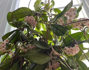 Candy pink waxy Hoya (Hoya Carnosa), magnificent “Porcelain Flower” or “Wax Flower”, light perfume scent