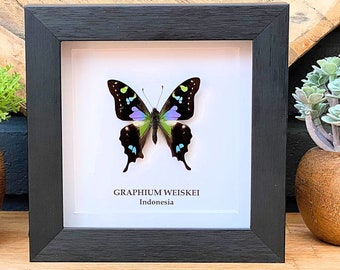 Graphium Weiskei framed , insect Butterfly Box Frame taxidermy entomology nature, beauty insect taxidermy photography