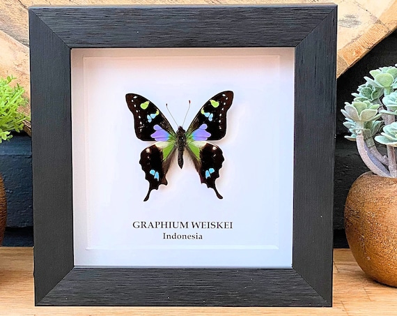 Graphium Weiskei framed , insect Butterfly Box Frame taxidermy entomology nature, beauty insect taxidermy photography