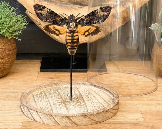 Acherontia Atropos in bell jar --> Natural wood base.  "Death head's hawk moth" ,Taxidermy and entomology home decoration