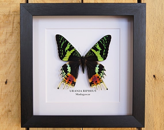 Framed Urania Ripheus "Sunset moth", Taxidermy and Entomology homedecoration wall art