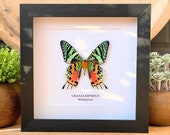 Underside mount Urania Ripheus , insect Butterfly Box Frame taxidermy entomology nature, beauty insect taxidermy photography