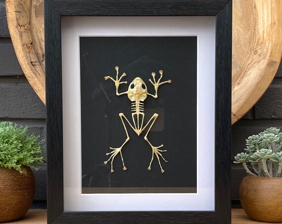 Framed Big Frog skeleton "Fejervarya limnocharis" ,Taxidermy and Entomology homedecoration wall art