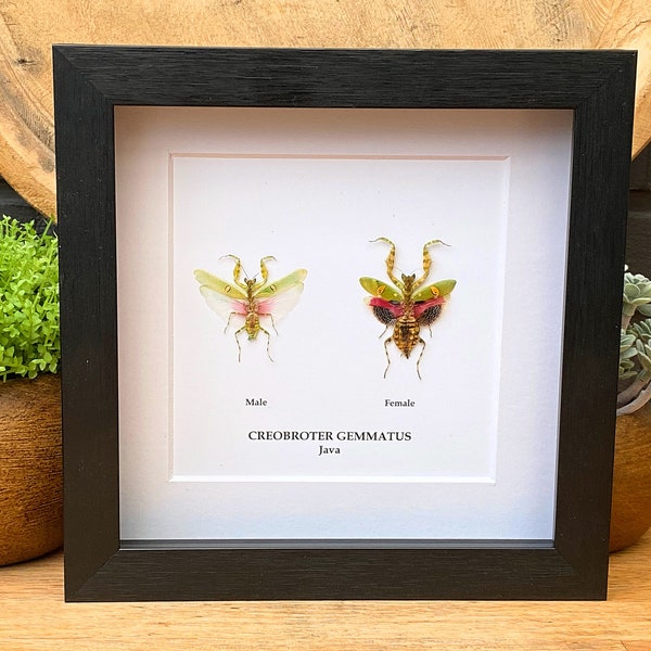 Par enmarcado de creobroter gemmatus, Butterfly Box Frame taxidermia entomología naturaleza, fotografía de taxidermia de insectos de belleza