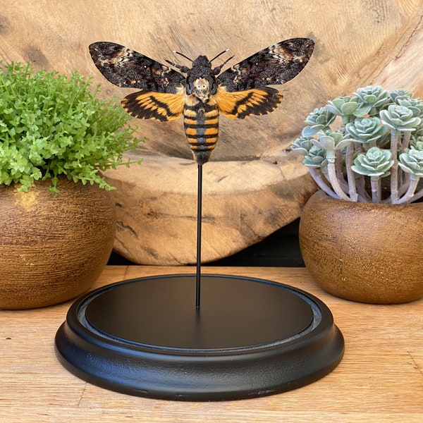 Acherontia Atropos in bell jar.  "Death head's hawk moth" ,Taxidermy and entomology home decoration