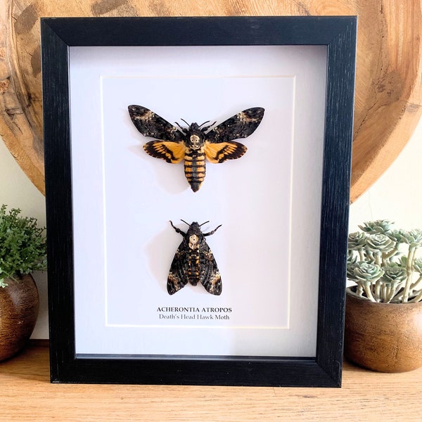 Duo Gerahmte Acherontia Atropos "Death's head hawk moth", Taxidermie und Entomologie Hausdekoration Wandkunst