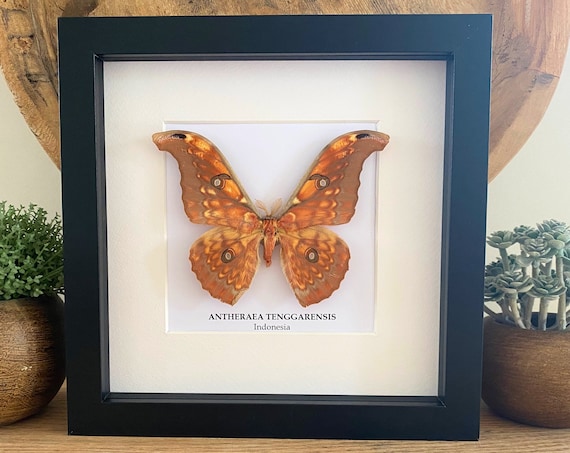 Antheraea Tenguarensis moth framed, taxidermy, entomology, decoration
