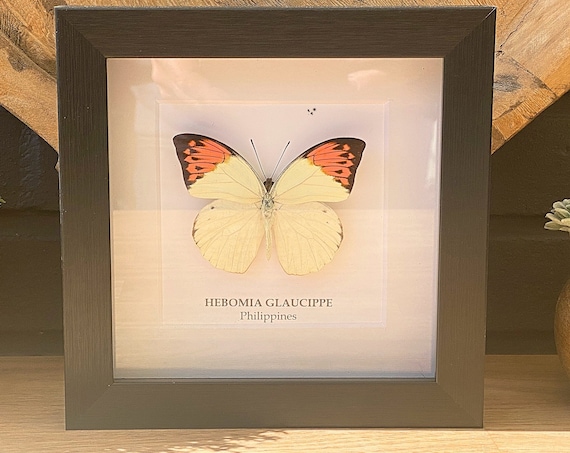 Taxidermy Butterfly Hebomia Glaucippe, gifts for best friend female