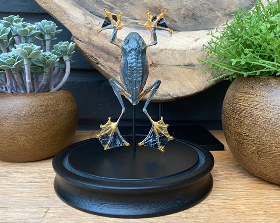 MEDIUM FROG in bell jar (Rhacophorus Reinwardtii) ,Taxidermy,art,birthday gift,Gift for friend, entomology