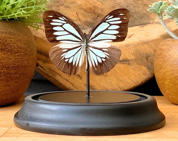Pareronia Valeria Valeria Butterfly in bell jar, taxidermy entomology nature, beauty insect taxidermy photography