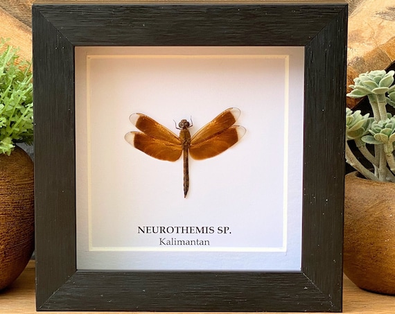Taxidermy Insect Neurothemis sp. Framed, Taxidermy,art,birthday gift,Gift for friend, entomology