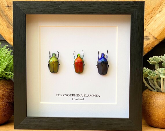 Taxidermy collection Torynorrhina Flammea Framed, Taxidermy,art,birthday gift,Gift for friend, entomology