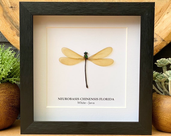Framed Dragonfly Neurobasis Chinensis White  ,Taxidermy and Entomology homedecoration wall art