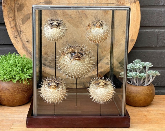 Porcupine fish collection in a glass display .Butterfly Butterfly Box Frame taxidermy entomology nature, beauty insect taxidermy photography