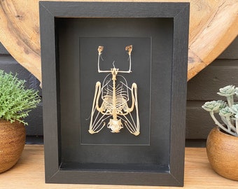 Framed Skeleton Tylonycteris Robustula , Taxidermy and Entomology homedecoration and wall art.