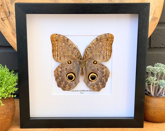 Caligo Eurilochus Butterfly framed, Box Frame taxidermy entomology nature, beauty insect taxidermy photography