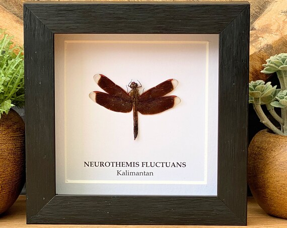Taxidermy Insect Neurothemis Fluctuans Framed, Taxidermy,art,birthday gift,Gift for friend, entomology