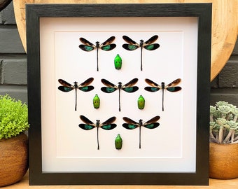 Framed Dragonfly-bug art collection, Taxidermy and Entomology homedecoration wall art