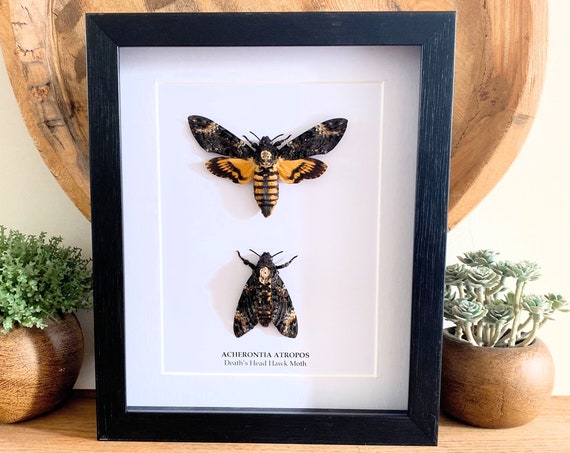 Duo framed Acherontia Atropos "Death's head hawk moth",Taxidermy and Entomology homedecoration wall art